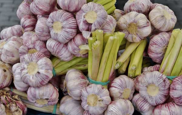 فروش سیر سخت گردن  + قیمت خرید به صرفه
