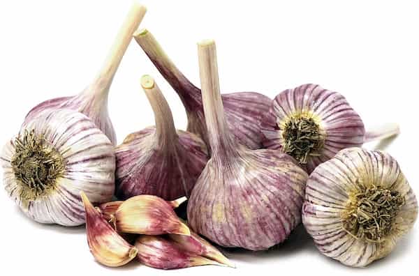 قیمت خرید سیر نرم گردن عمده به صرفه و ارزان