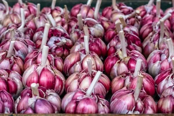قیمت روز سیر قرمز