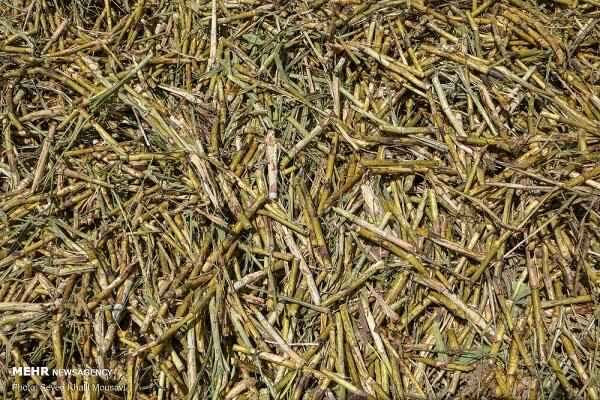 خرید تفاله نیشکر