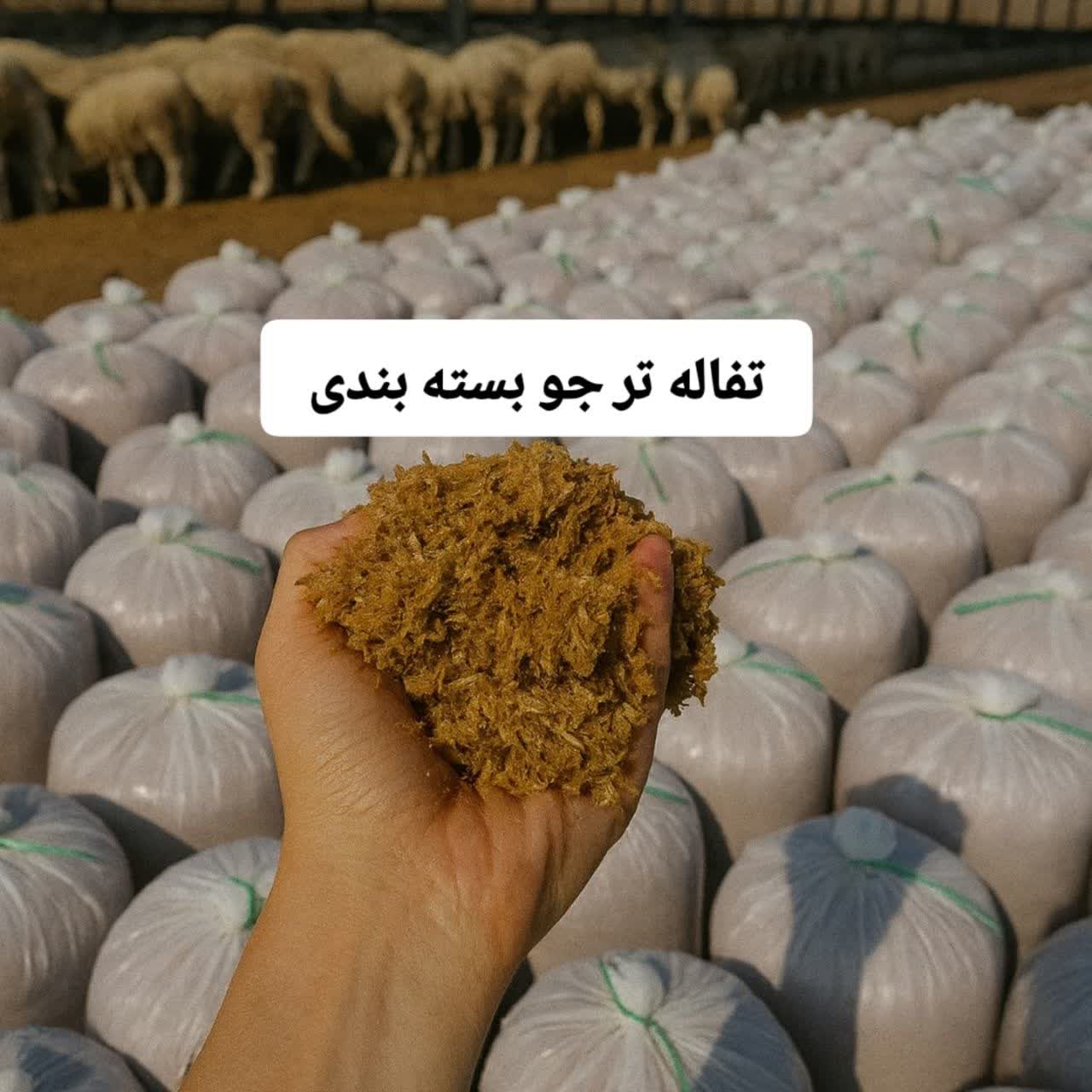 خرید توزیع تفاله جو قائمشهر
