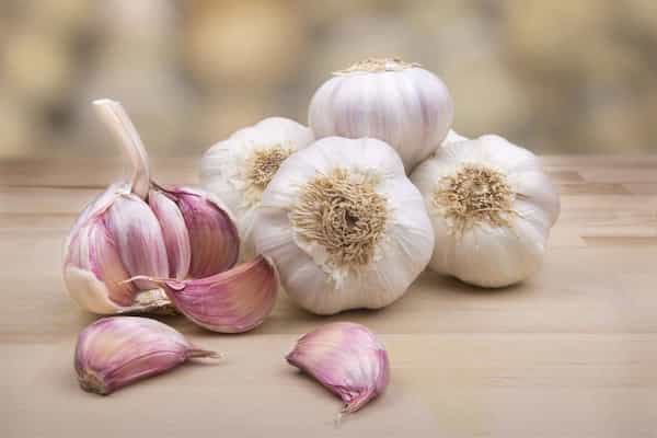 خرید و قیمت سیر هاردنک آسیایی + فروش عمده