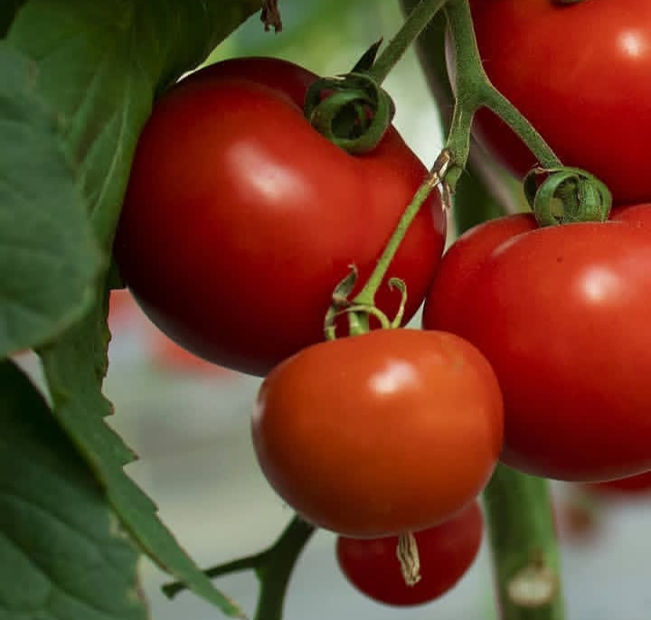 رب گوجه‌ فرنگی صادراتی + انتخاب هنرمندانه