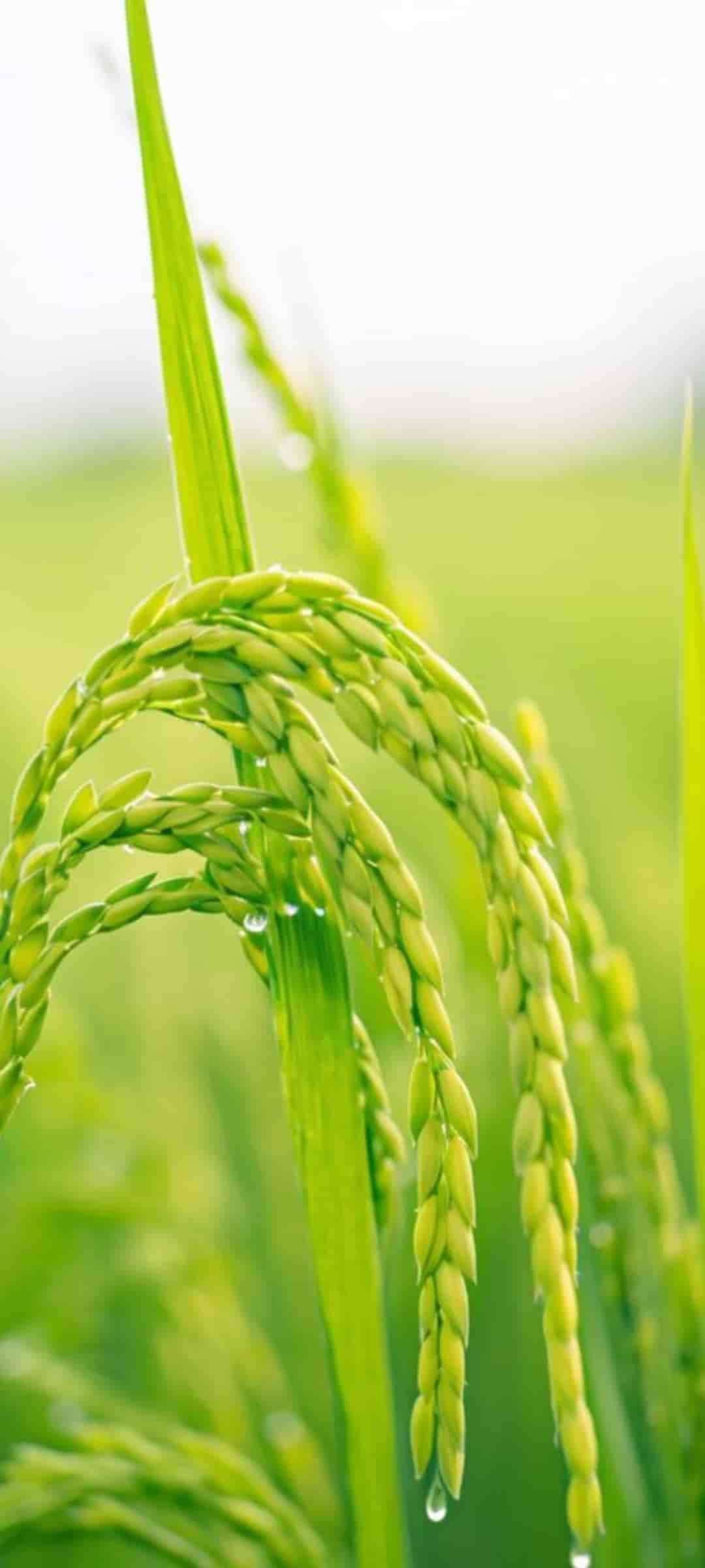 قیمت خرید برنج کامفیروزی درجه یک