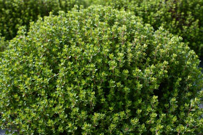فروش عمده آویشن کوهی برگ خوش‌عطر و پرخاصیت