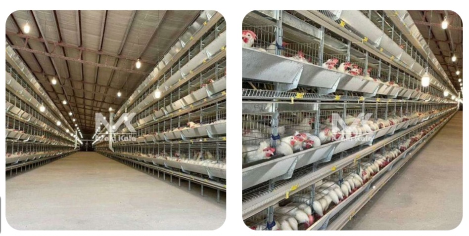 قفس مرغداری صادراتی ایران + قیمت خرید عالی