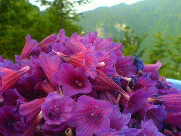خرید و فروش عمده گل گاوزبان ایرانی ارگانیک