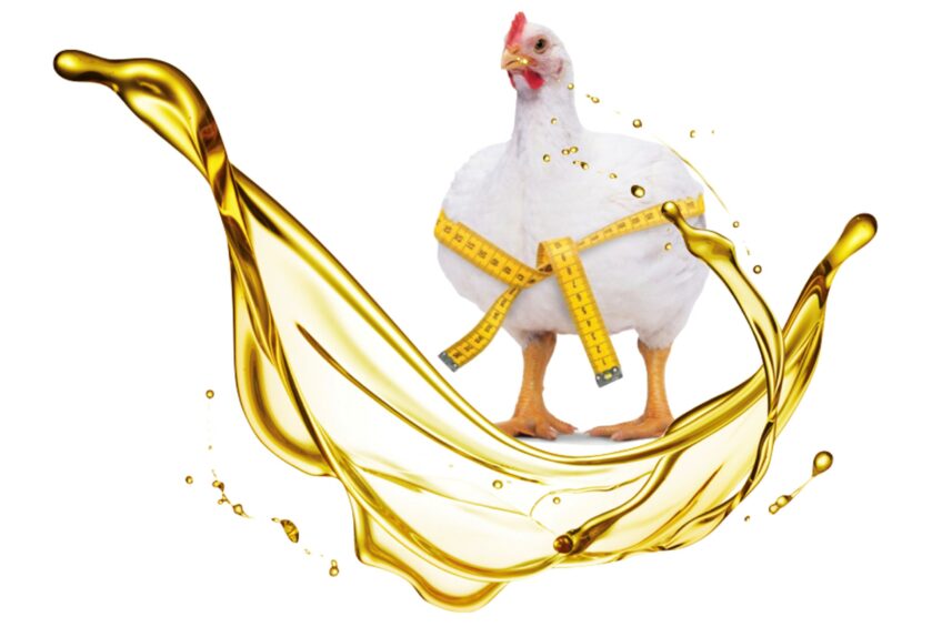 مرکز فروش روغن خام سویا مخصوص طیور + قیمت ویژه