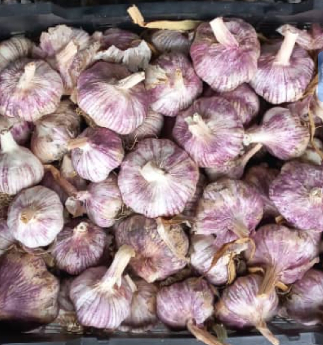 فروش عمده بذر سیر قرمز اذرشهر