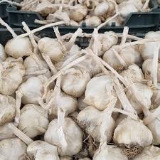 فروش عمده بذر سیر مریانج