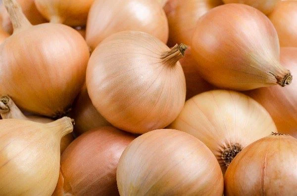 فروش پیاز زرد درشت فله + قیمت به صرفه