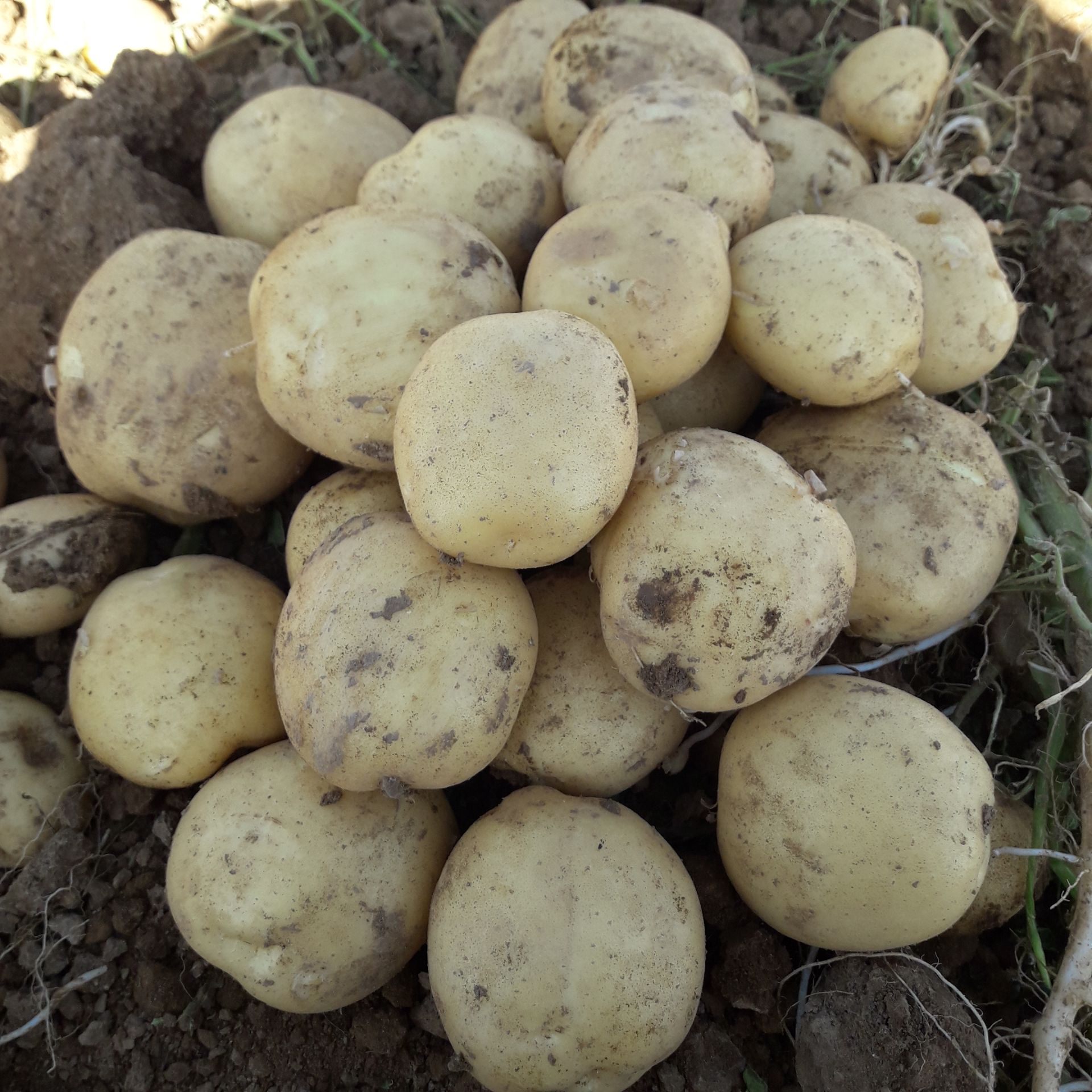 قیمت سیب زمینی با کیفیت