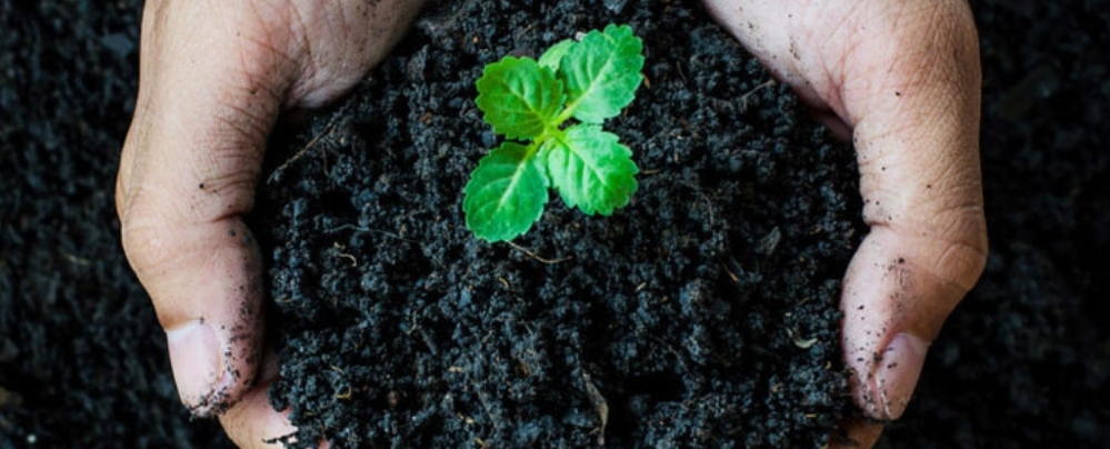 کود ورمی کمپوست + با کیفیت