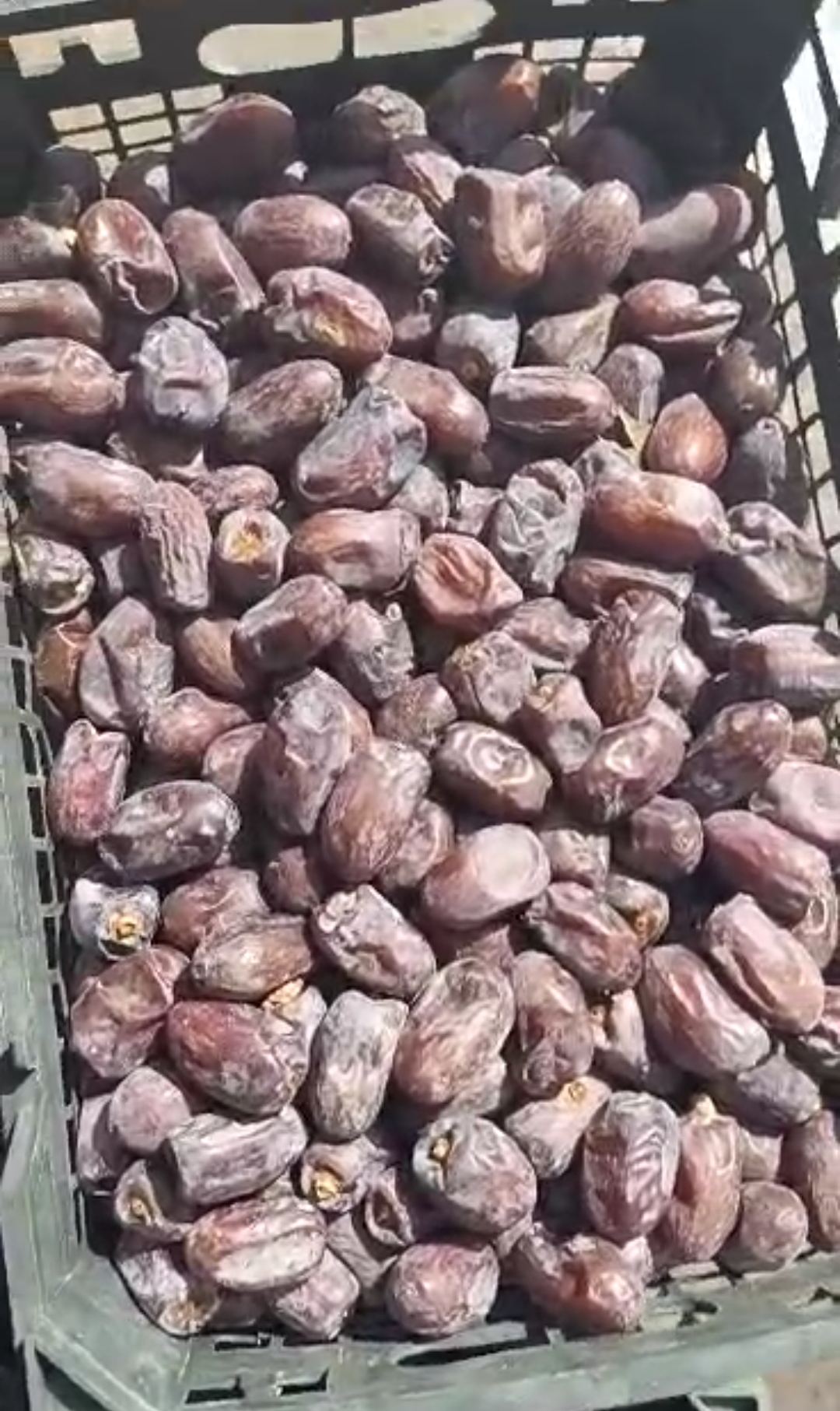 خرما کلوته جیرفت قیمت فروش استثنایی
