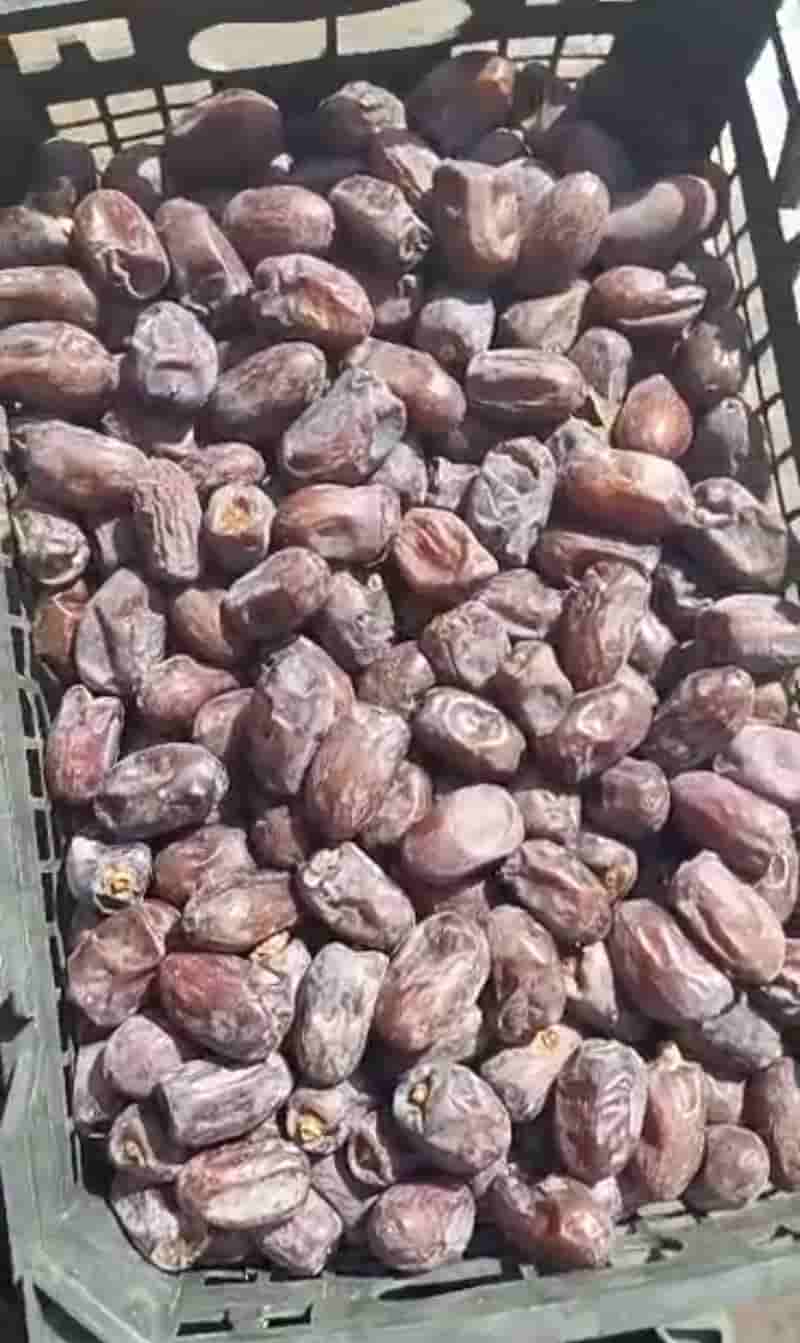 خرما مضافتی جیرفت قیمت فروش