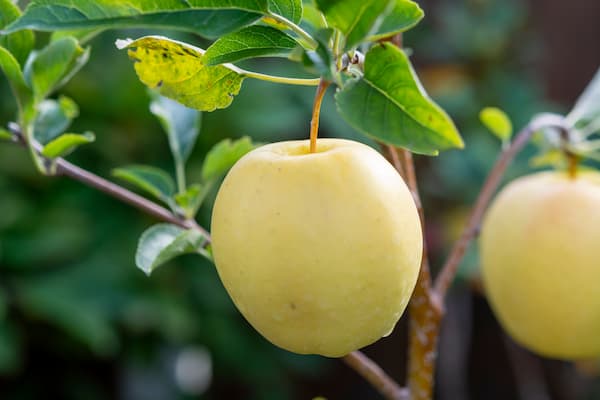 خرید و قیمت سیب گلاب سفید + فروش عمده