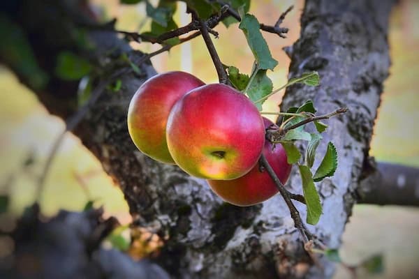 خرید و قیمت سیب محلی مراغه + فروش عمده
