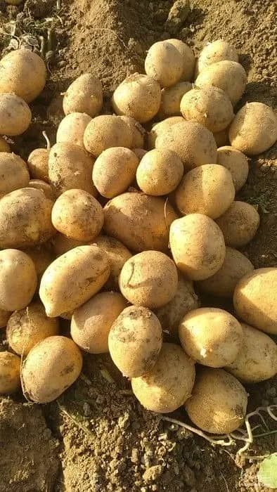 تصویر 1 از بارگیری روزانه سیب‌زمینی تازه از شیراز + آماده قراردادهای عمده