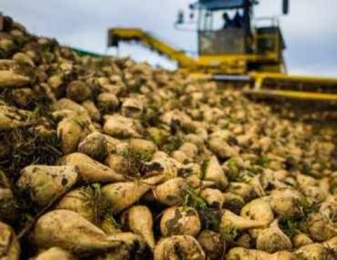 خرید اینترنتی تفاله فشنگی چغندر