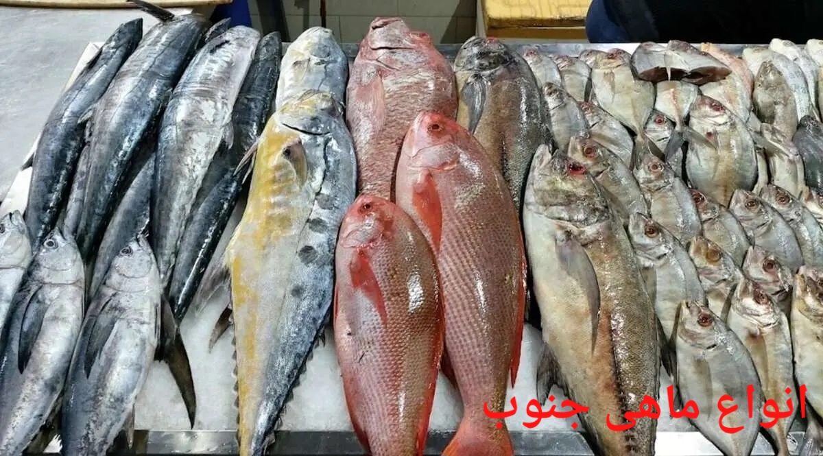 انواع ماهی جنوب صادراتی ایران + قیمت خرید عالی