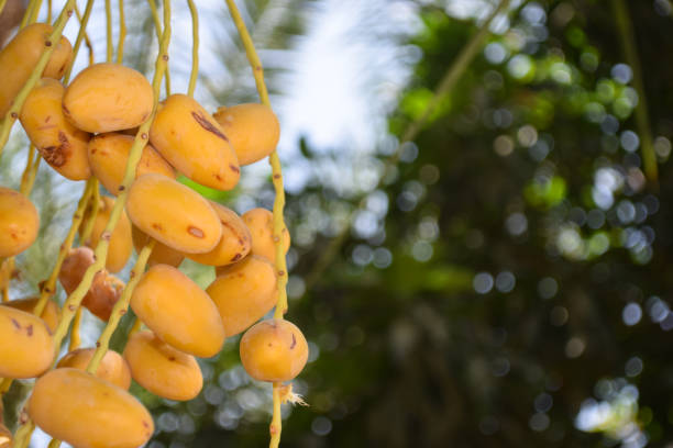 فروش خرما زاهدی عمده درجه یک + قیمت خرید به صرفه
