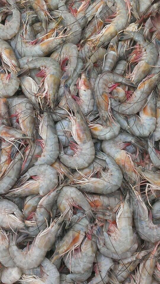 میگو پرورشی تازه بوشهر + قیمت به صرفه