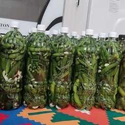 خرید و قیمت خیارشور بدون برند دبه ای +فروش عمده