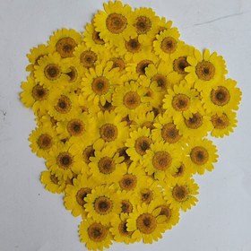 خرید و عمده فروشی بابونه زرد صادراتی