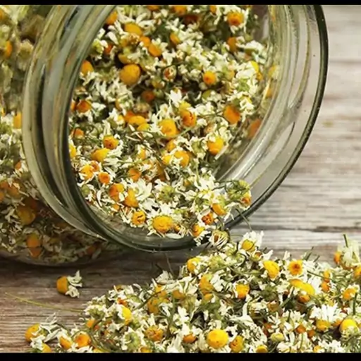 خرید و فروش عمده بابونه سفید صادراتی