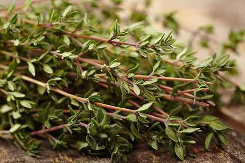 فروش ویژه آویشن شیرازی بهحال خود با کیفیت صادراتی