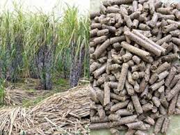 قیمت خرید ارزان تفاله نیشکر