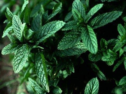 فروش عمده نعناع فلفلی برگ با کیفیت ممتاز