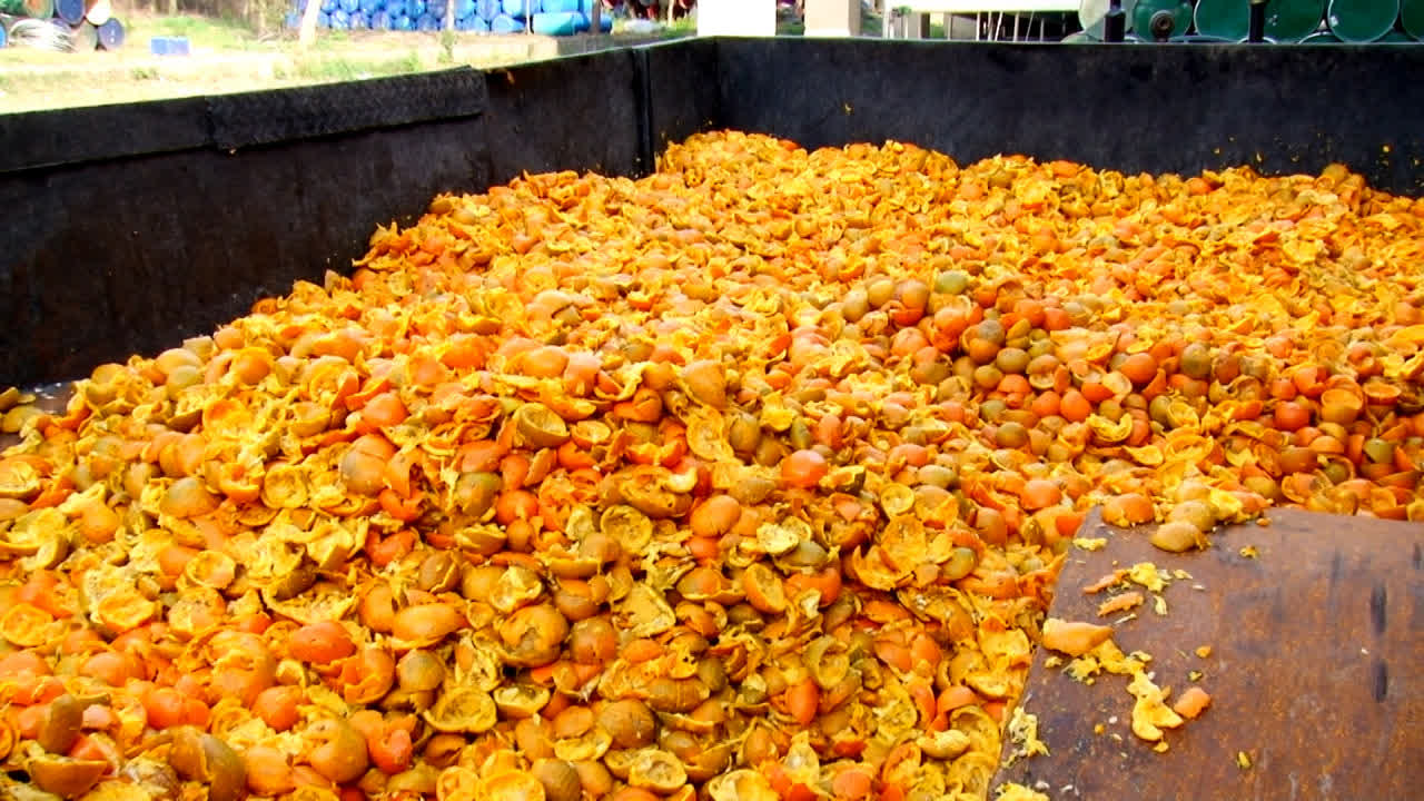 فروش تفاله پرتقال + فروش به صرفه