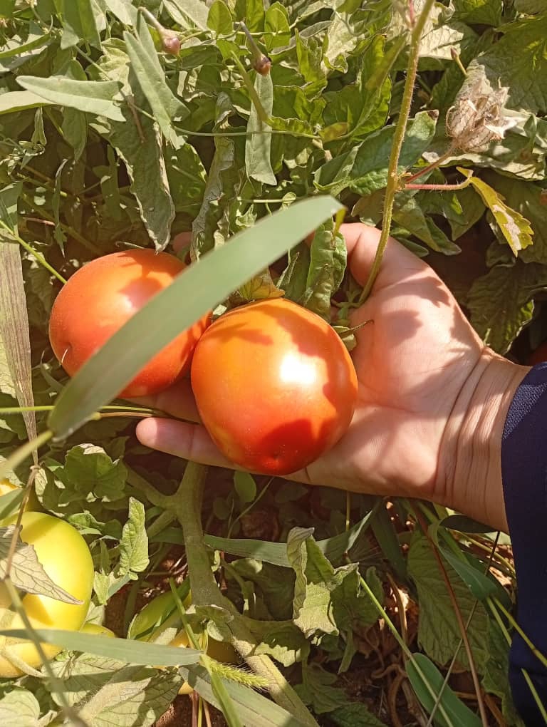 رب گوجه ساشه 70 گرمی عمده