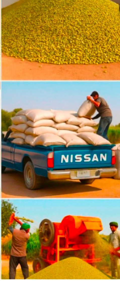 خرید تخم گشنیز تازه در کهکیلویه و بویر احمد با آناهیتا گشنیز