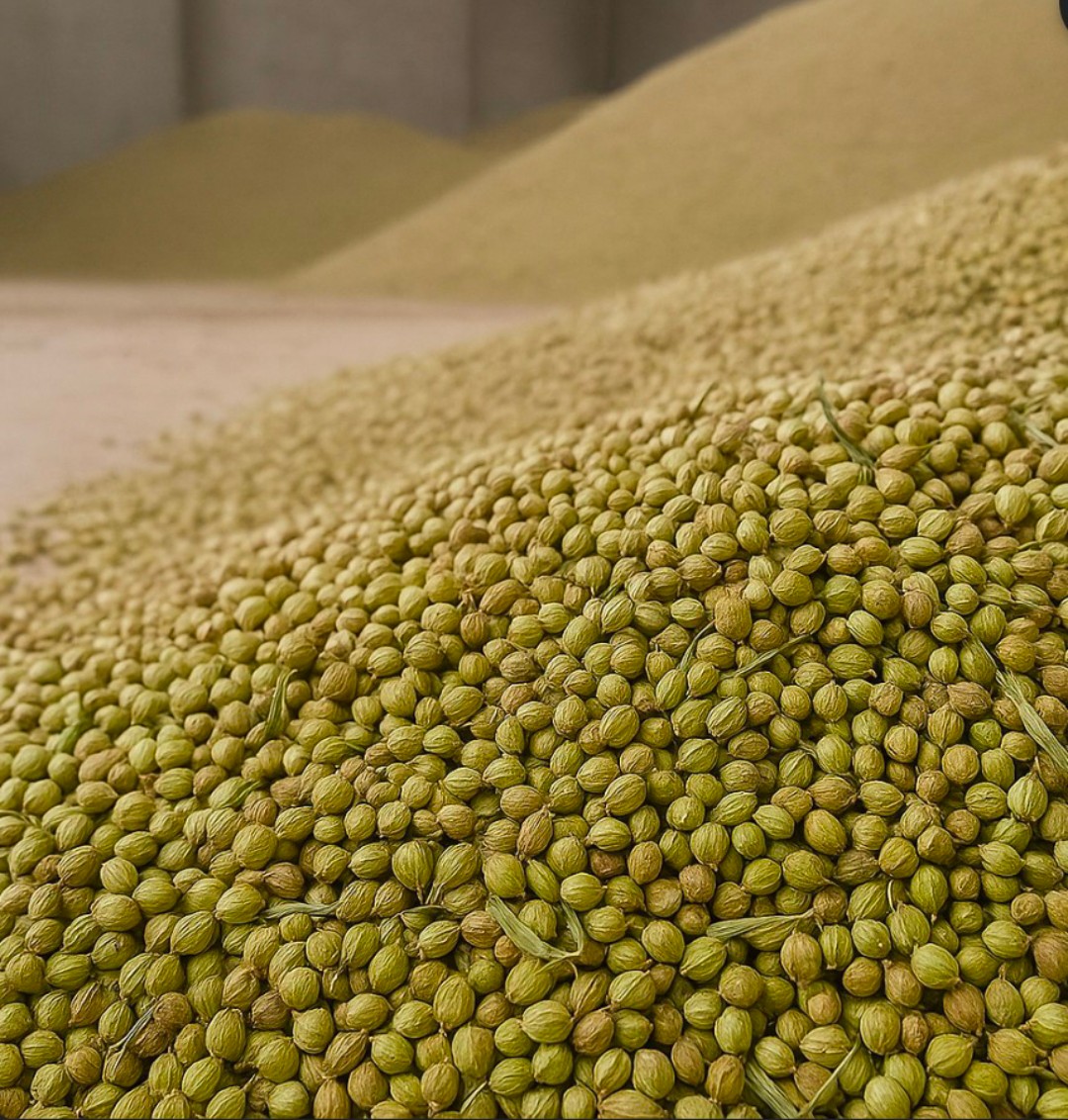 سفارش آنلاین بذر گشنیز در اصفهان با آناهیتا گشنیز