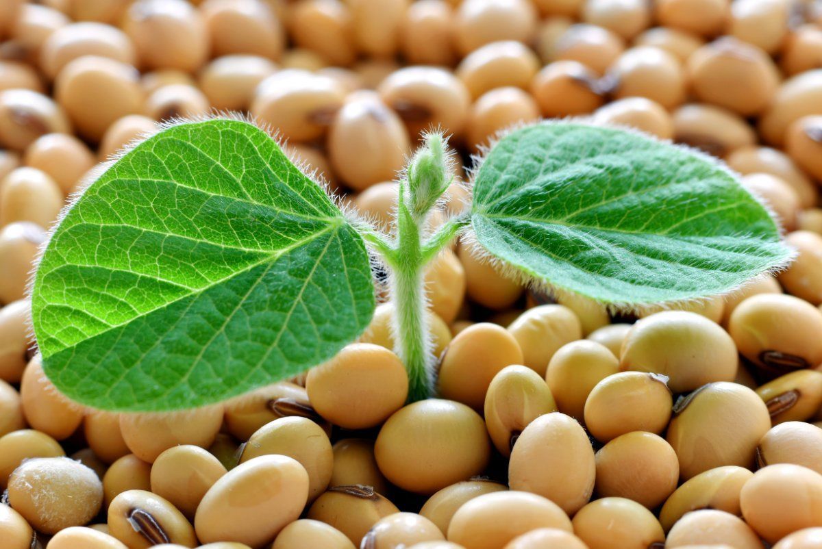 فروش کلی دانه سویا خام