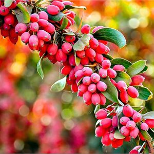زرشک پفکی با کیفیت و مرغوب خراسان