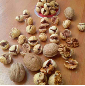 انجیر خشک ارگانیک خرید