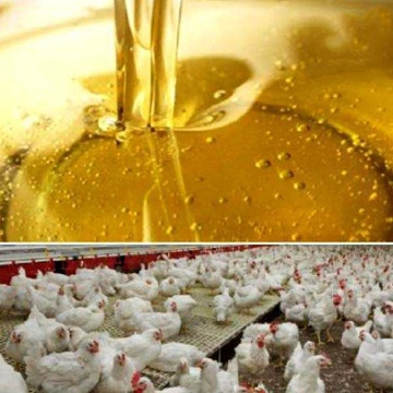 مرکز فروش روغن ویژه مرغداری + کیفیت و قیمت فوق العاده