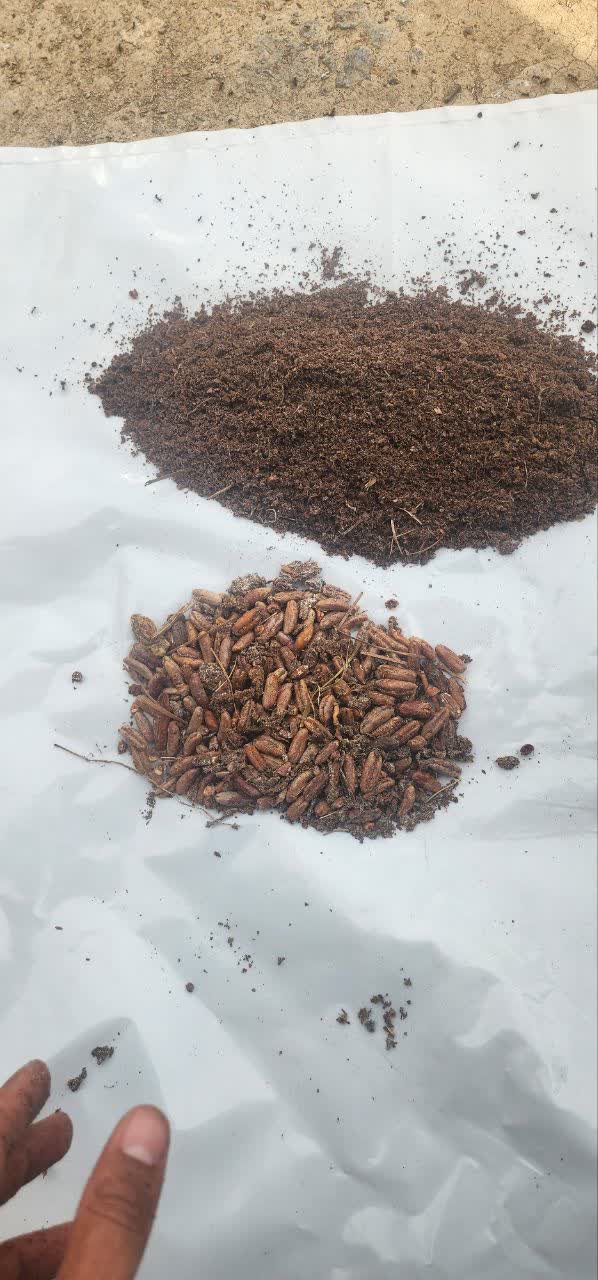 تفاله خرما برای گوسفند عمده