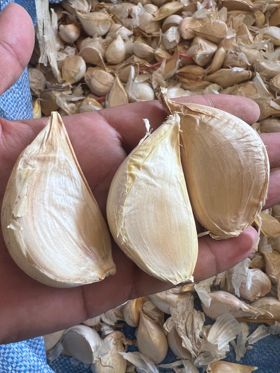 قیمت عمده بذر سیر سفید پاکستان