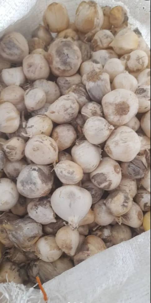 فروش فوق العاده بذر موسیر کوهی