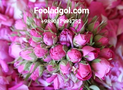 فروش ارزان عمده غنچه گل محمدی با شرکت فولاد گل + قیمت