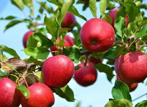 فروش سیب رد دلیشز اصفهان + فروش رقابتی