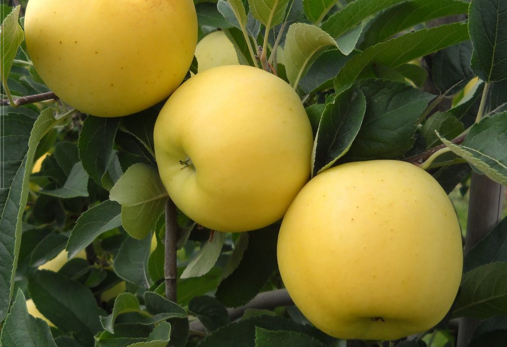 قیمت خرید سیب گلدن اورمیه