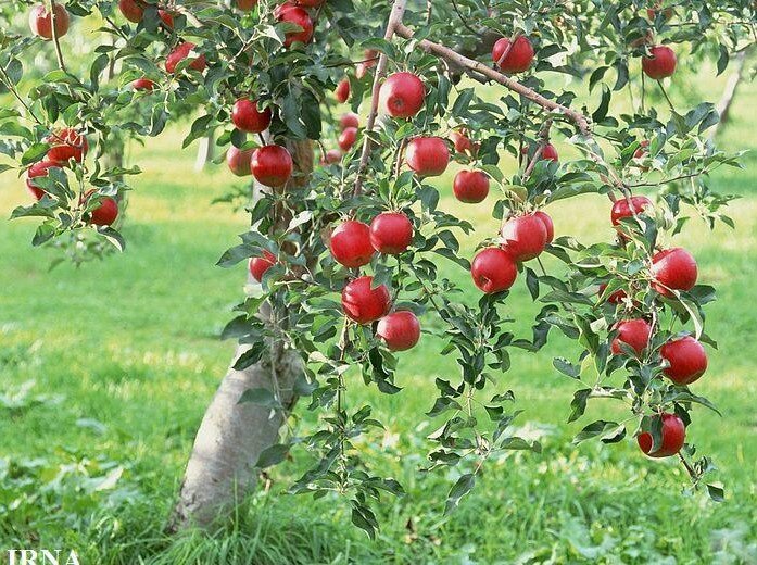 فروش و خرید سیب شمرون + مهر شهر کرج