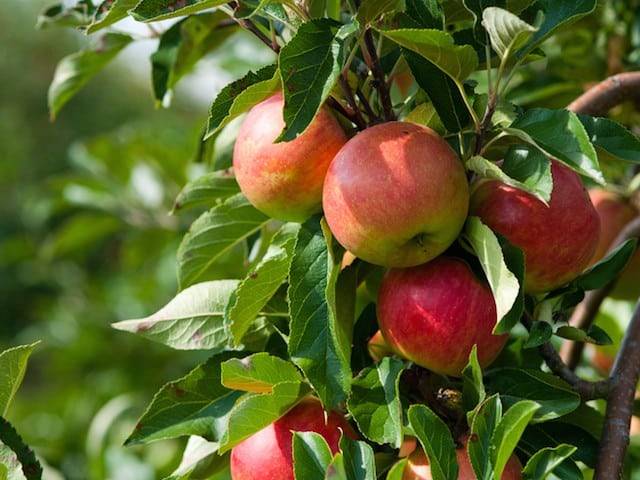 خرید سیب شمرون مهرماه