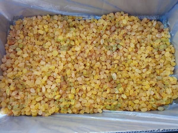 خرید + اینترنتی انواع کشمش دانه دار