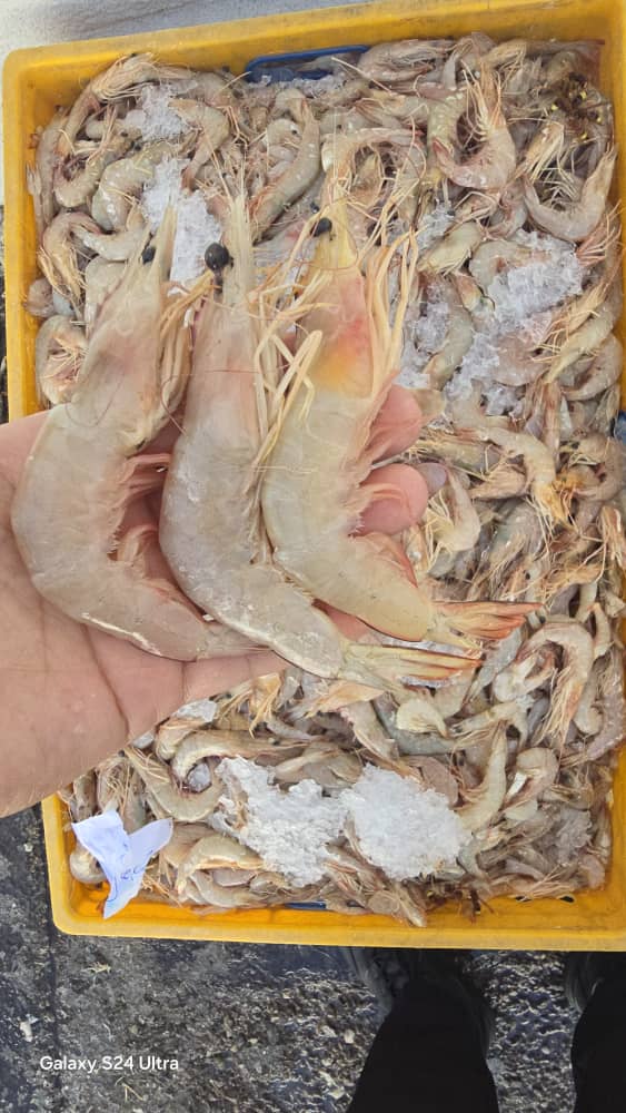 بهترین کیفیت میگو ایرانی